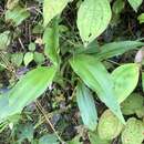 Image of White Featherduster Orchid