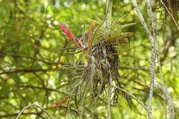 Image de Tillandsia caput-medusae É. Morren