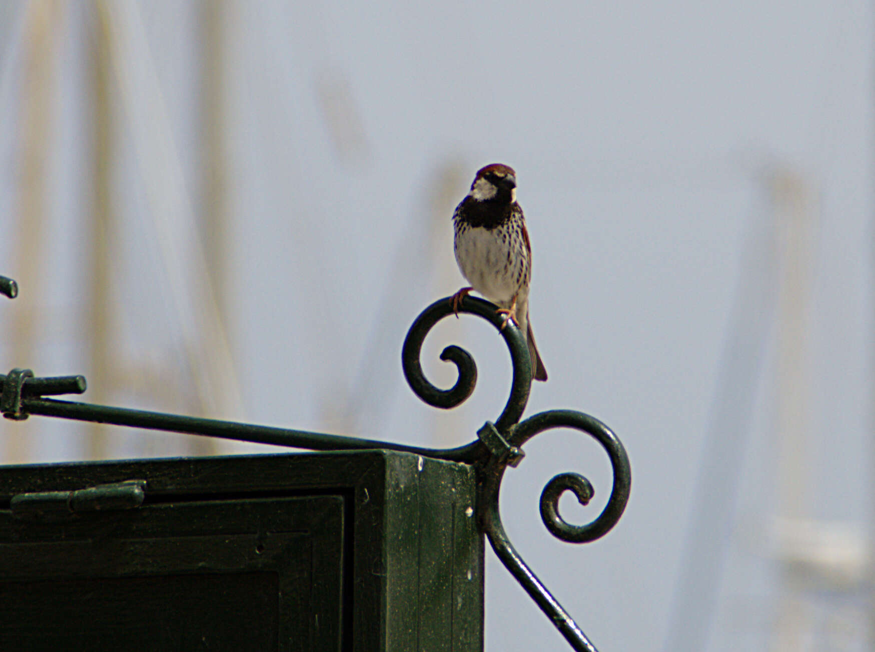 Image of Spanish Sparrow