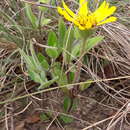 Image of Wedelia foliacea (Spreng.) B. L. Turner