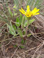 Wedelia foliacea (Spreng.) B. L. Turner resmi