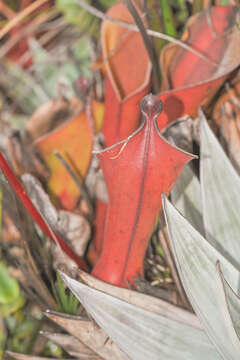 Image of Heliamphora nutans Benth.