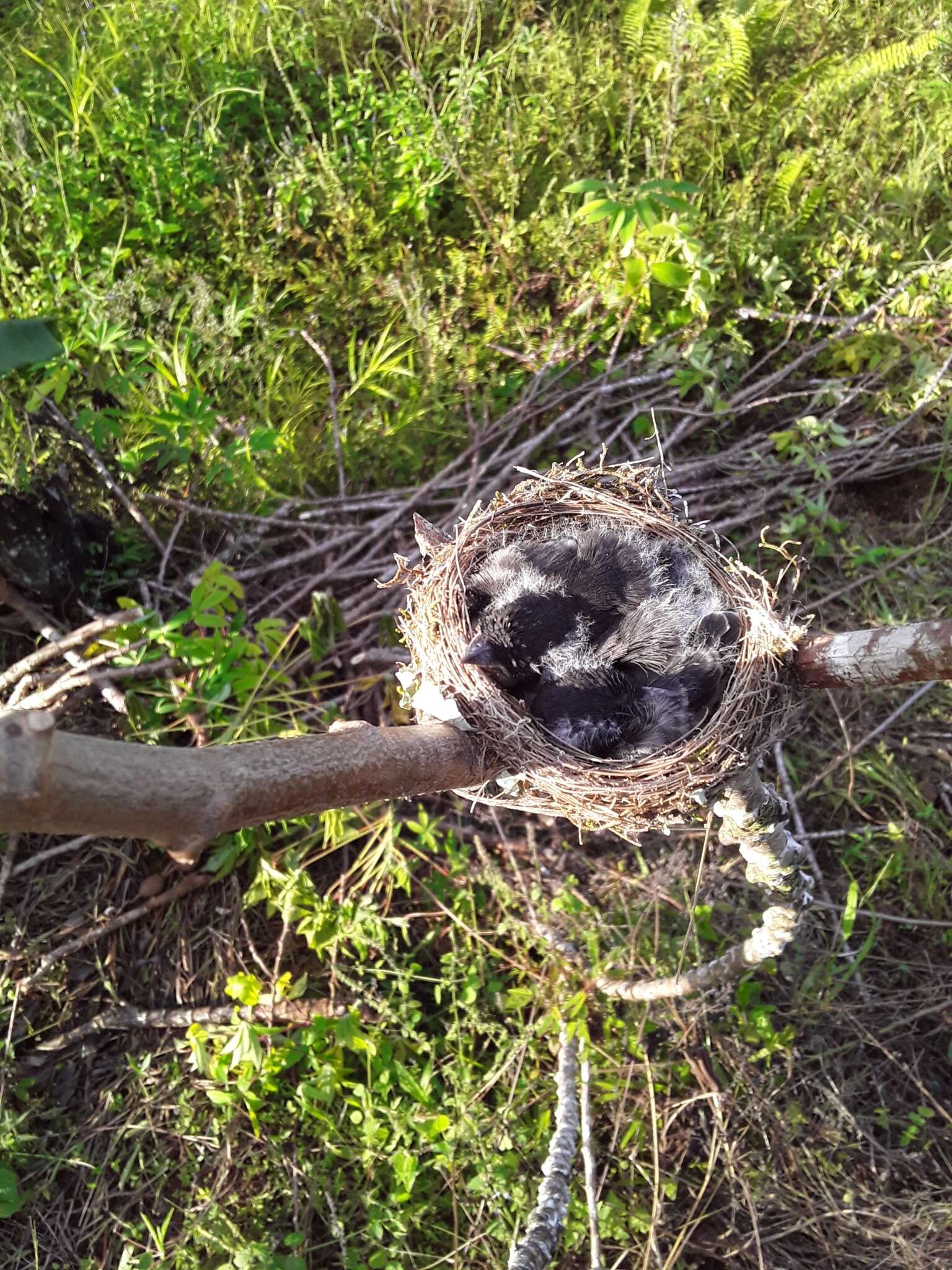 Image of Vanikoro Flycatcher