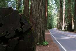 Image of redwood