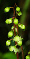 Image of round-leaved wintergreen