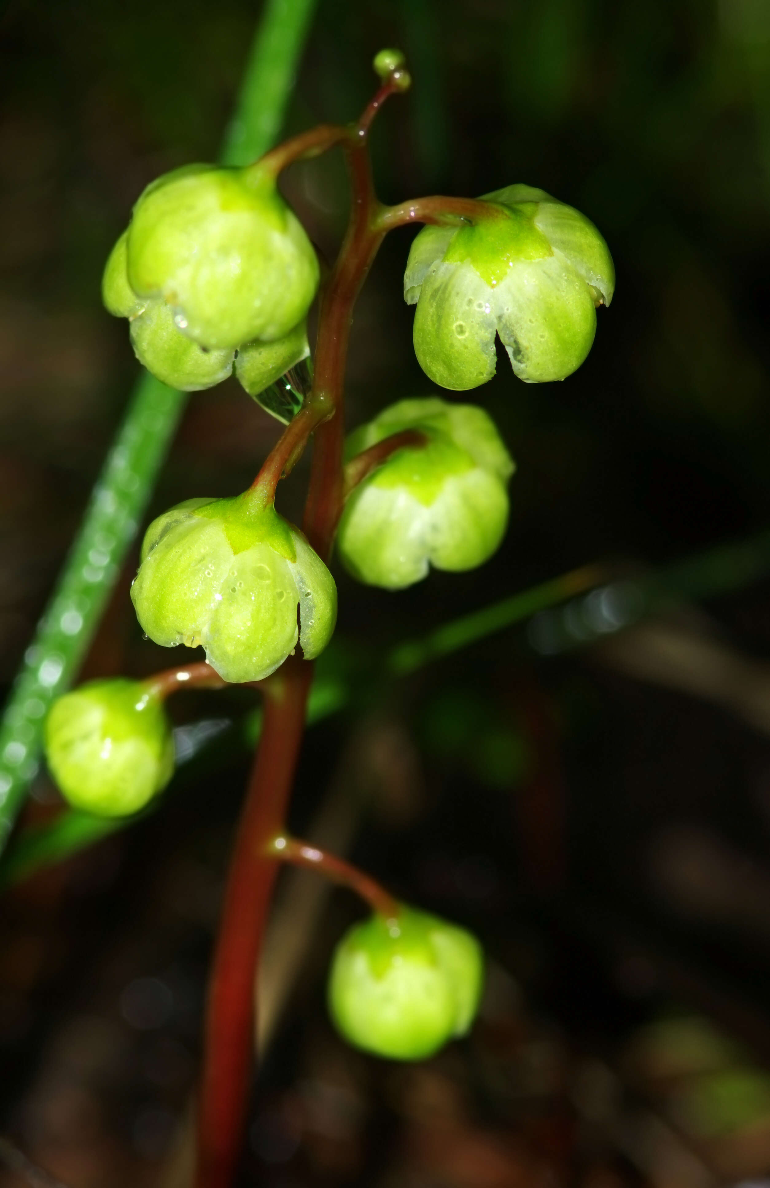 Image of round-leaved wintergreen