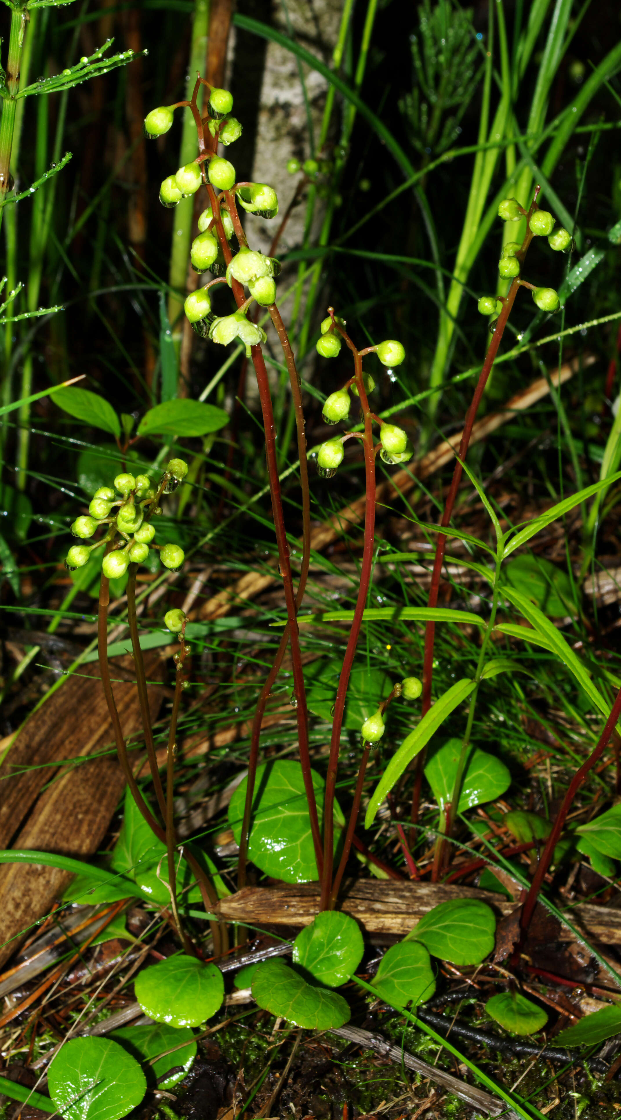 Image of round-leaved wintergreen