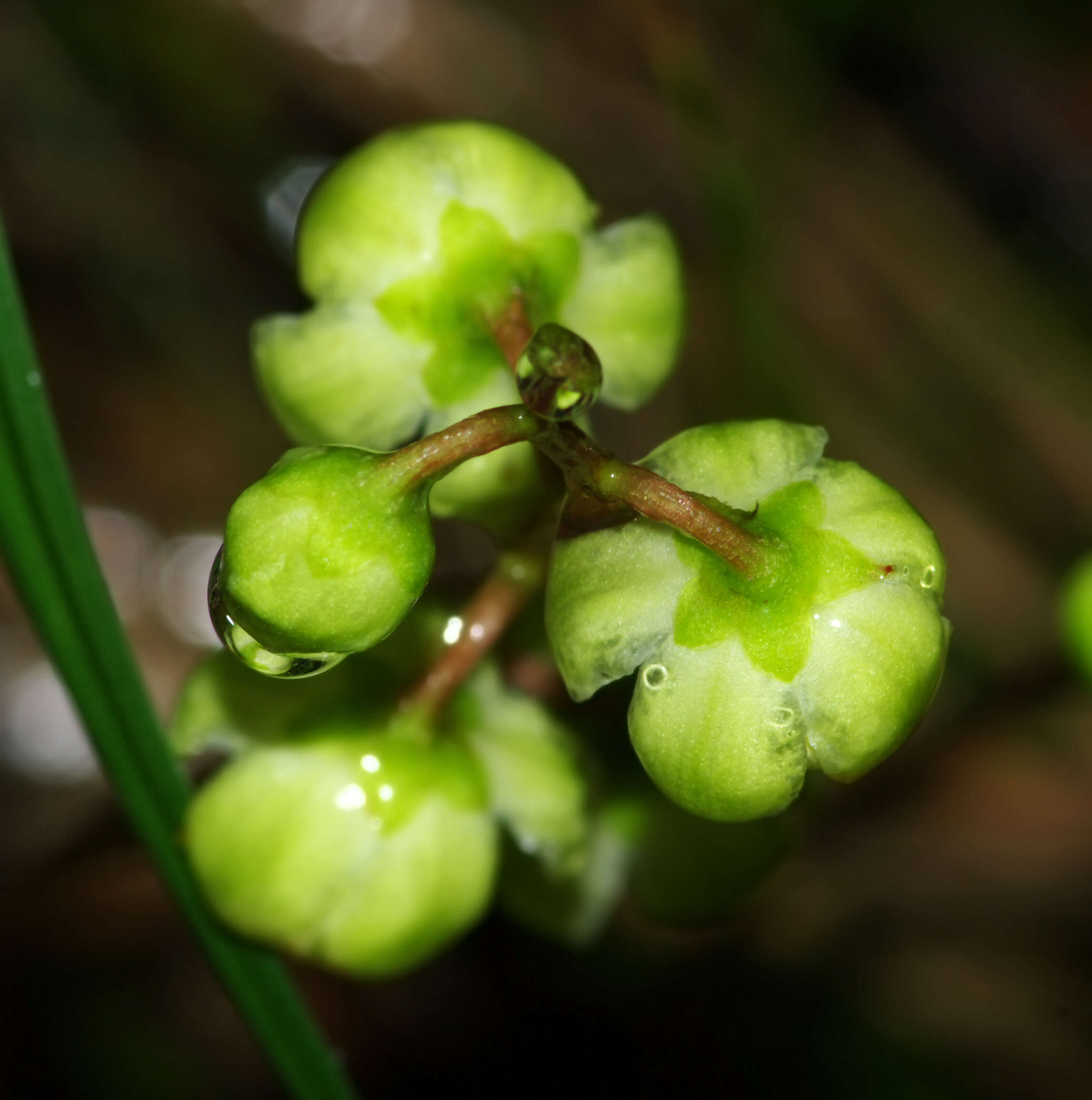 Image of round-leaved wintergreen