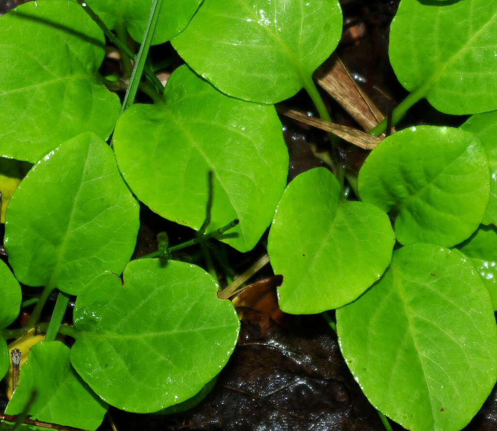 Image of round-leaved wintergreen