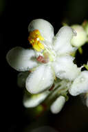 Image of round-leaved wintergreen