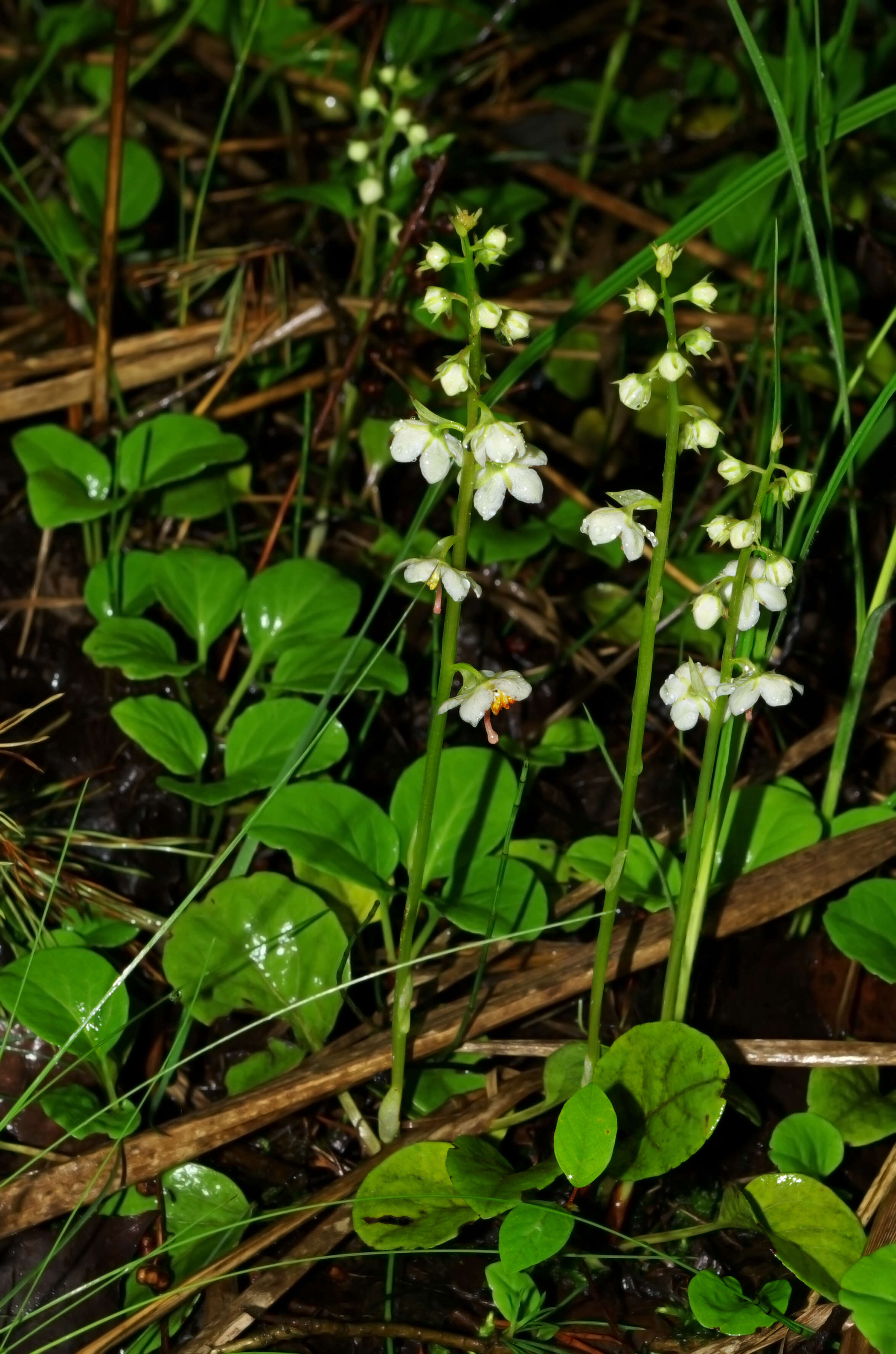 Image of round-leaved wintergreen