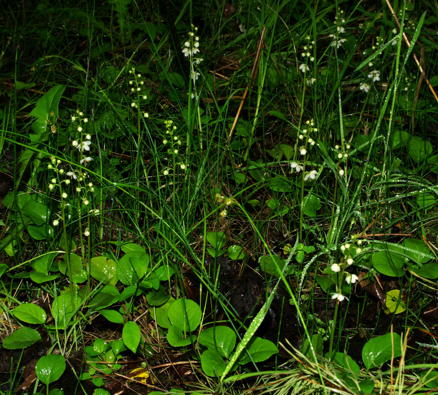 Image of round-leaved wintergreen