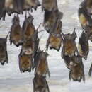 Image of Bahamian lesser funnel-eared bat