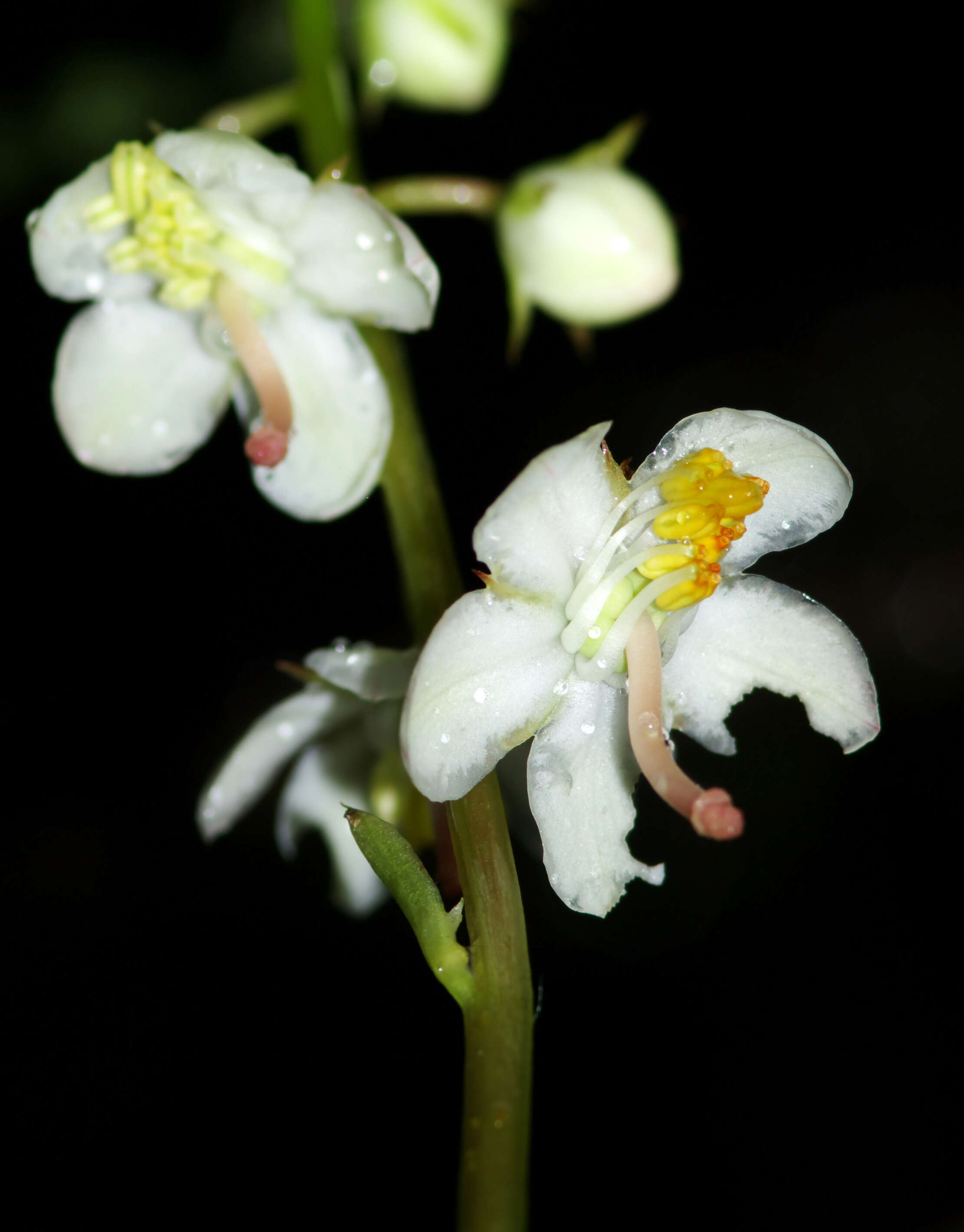 Image of round-leaved wintergreen