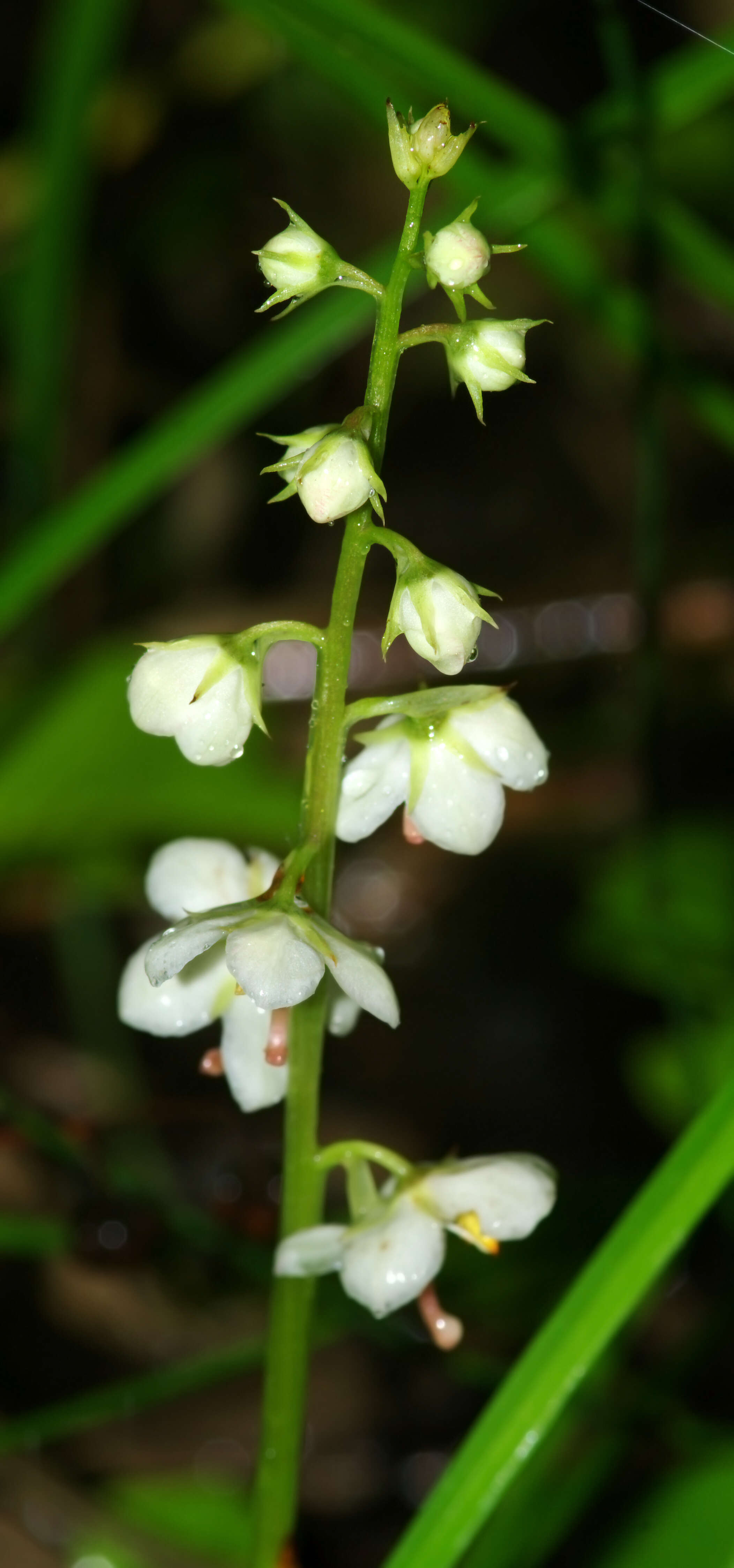 Image of round-leaved wintergreen