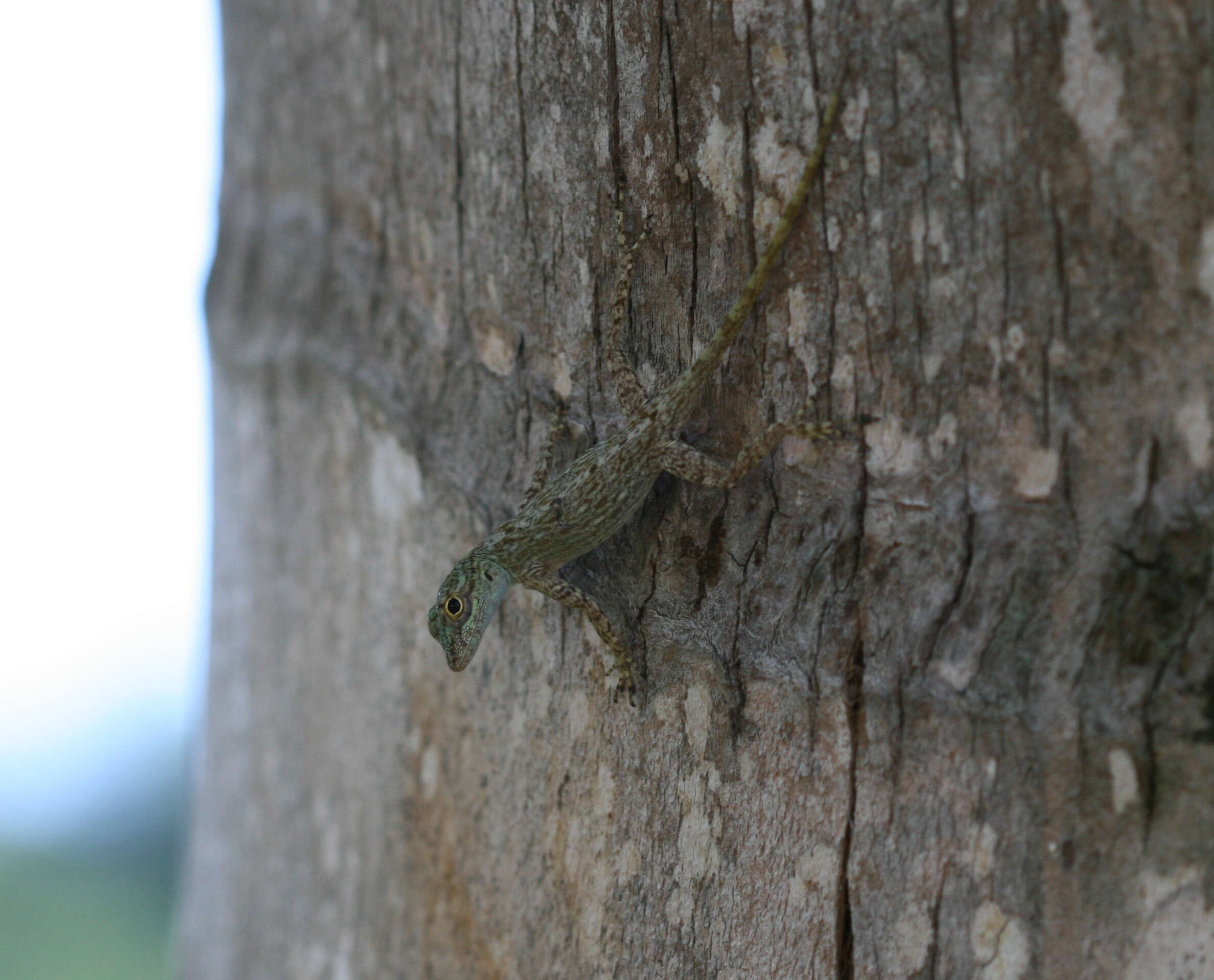 Image de Anolis distichus Cope 1861