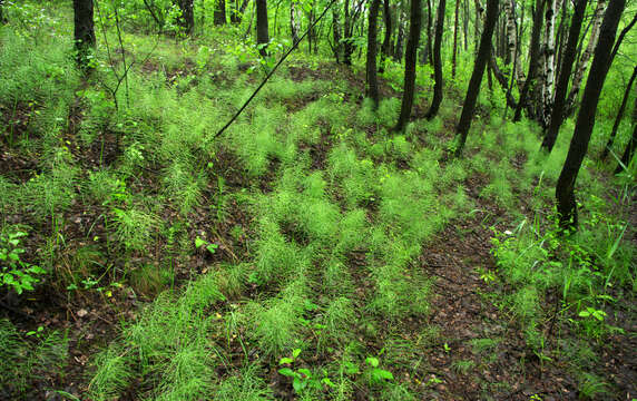 Image of Shady Horsetail