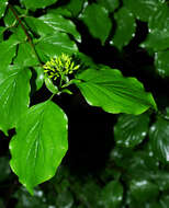 Image of bloodtwig dogwood