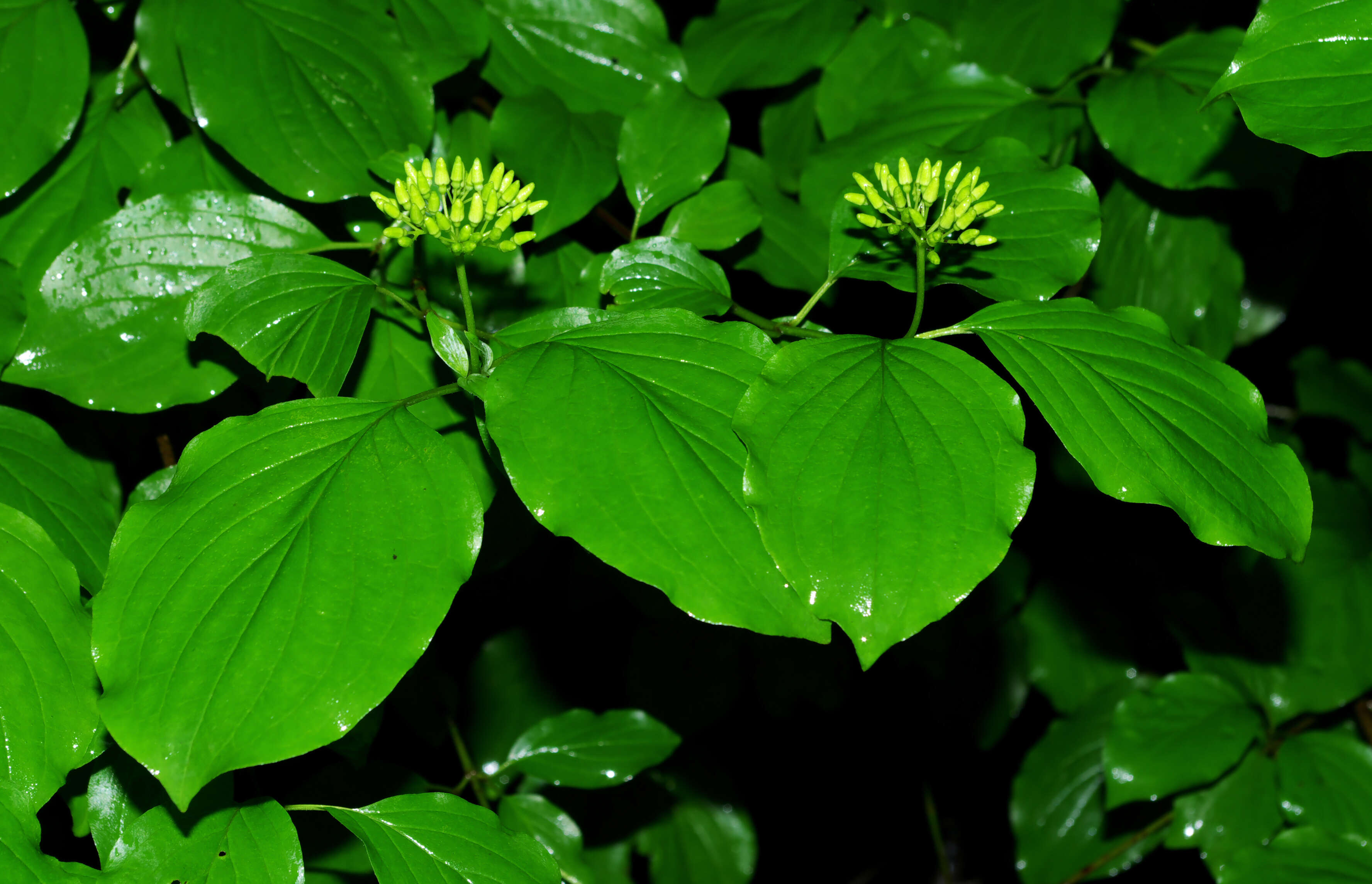 Image of bloodtwig dogwood