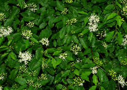 Imagem de Cornus sanguinea L.