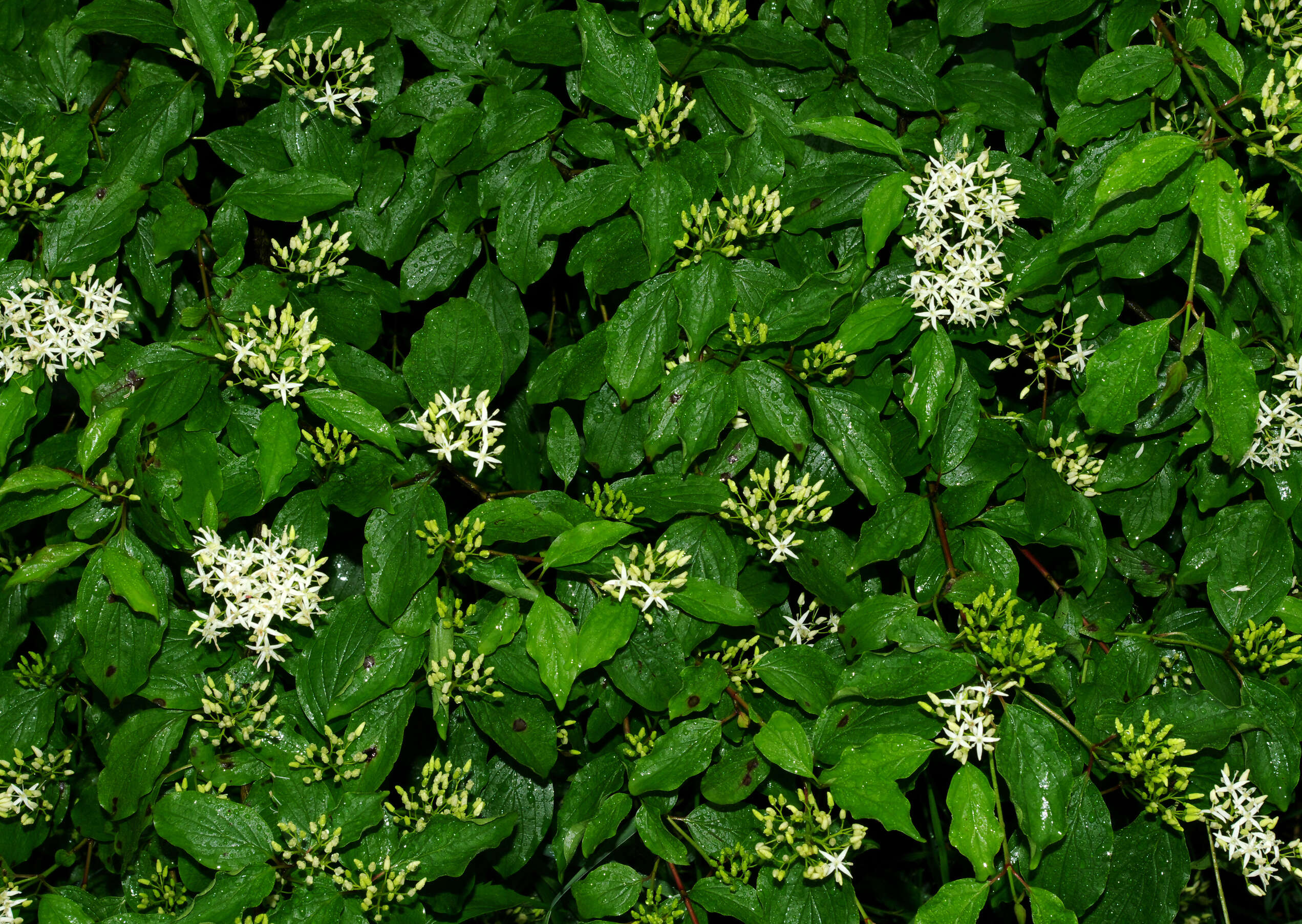 Imagem de Cornus sanguinea L.