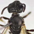 Lasioglossum pauxillum (Schenck 1853) resmi