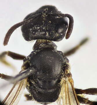 Слика од Lasioglossum pauxillum (Schenck 1853)