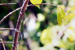 Image of Leach's Anole