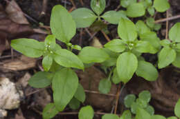 Galium paradoxum Maxim. resmi