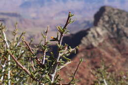 Imagem de Cercocarpus intricatus S. Wats.