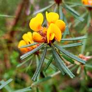 Image of Pultenaea linophylla Schrad. & Wendl.