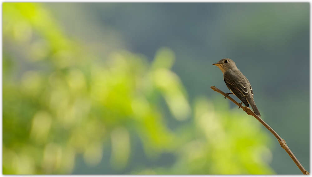 صورة Muscicapa dauurica Pallas 1811