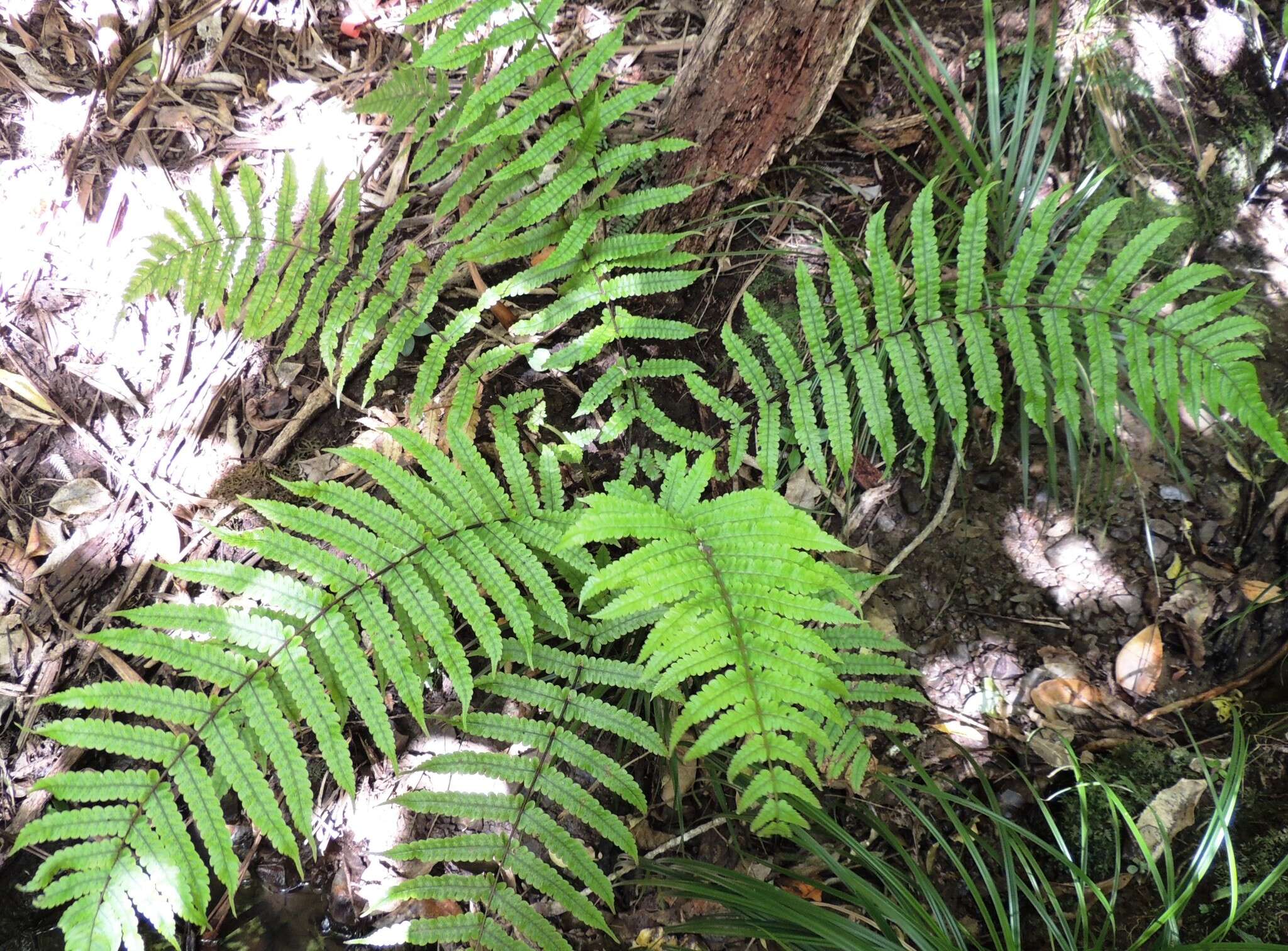 Image of Pakau pennigera (G. Forst.) S. E. Fawc. & A. R. Sm.