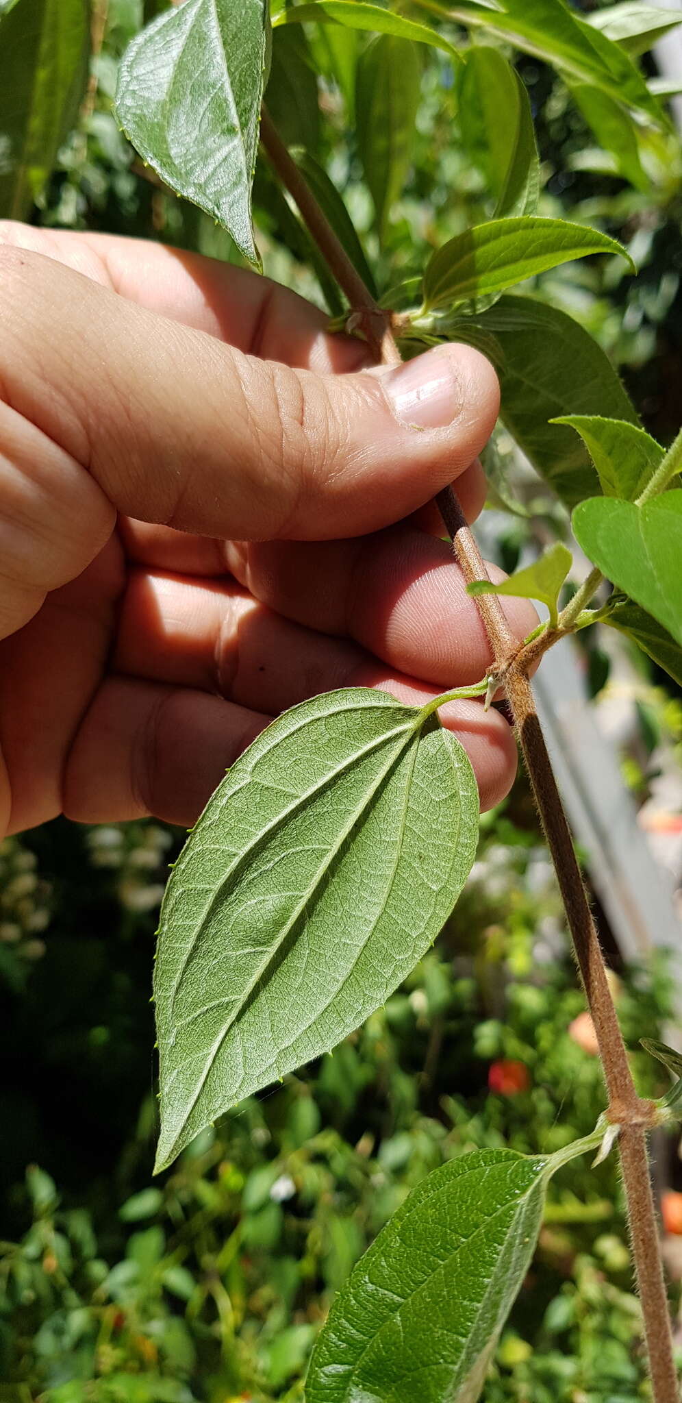 Image of Philadelphus mexicanus Schltdl.