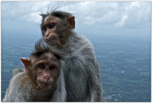 Image of Bonnet Macaque