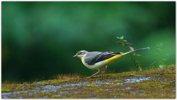 Image of Grey Wagtail