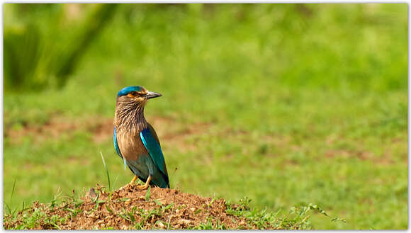 Image of Indian Roller