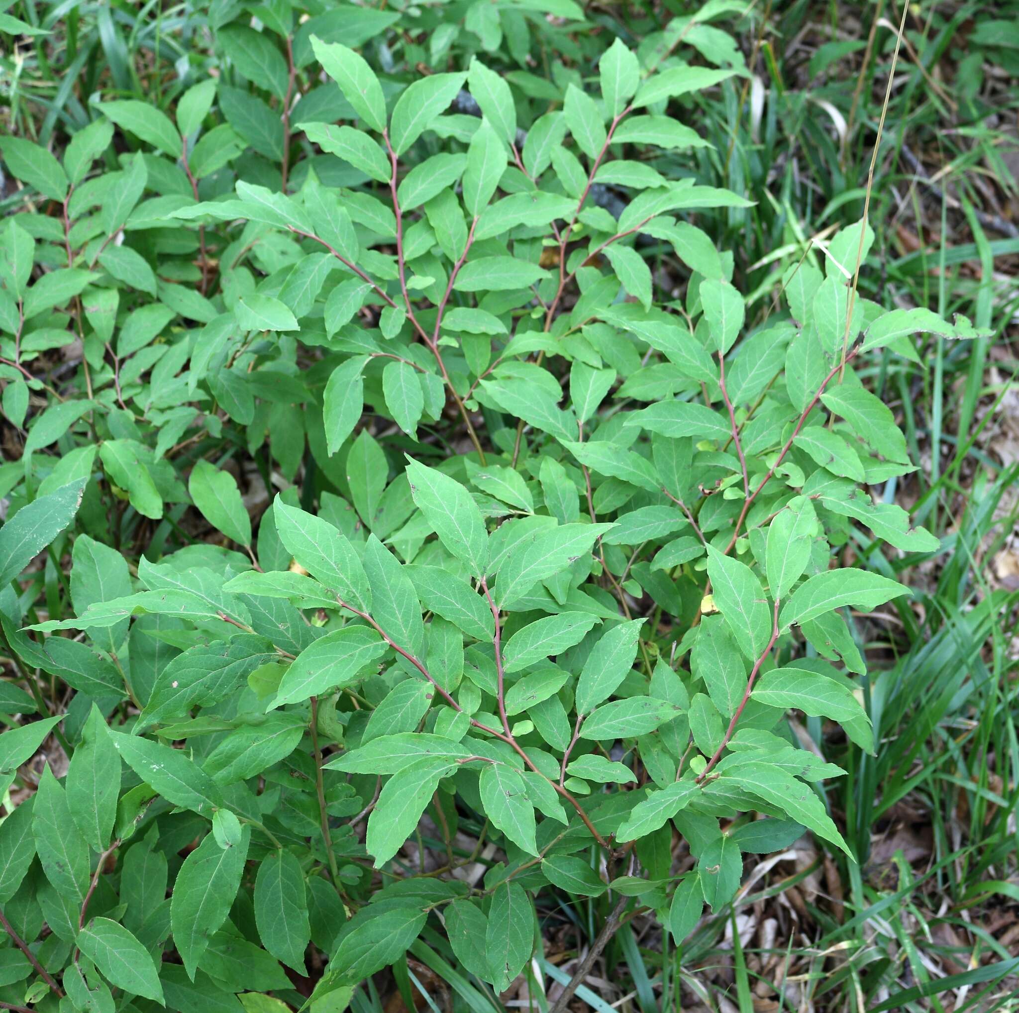 Image de Vaccinium arctostaphylos L.