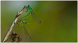 Image of Senegal bluetail