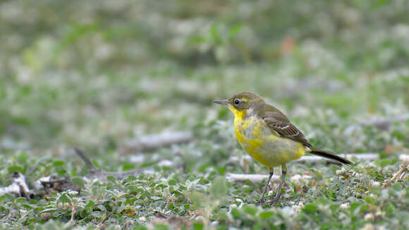 Image of Western Yellow Wagtail