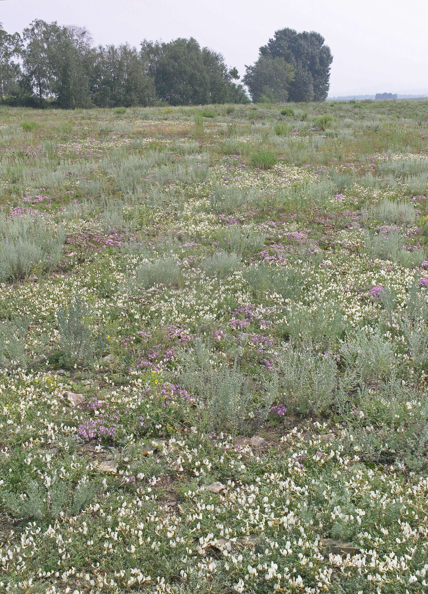 Image of Astragalus depauperatus Ledeb.