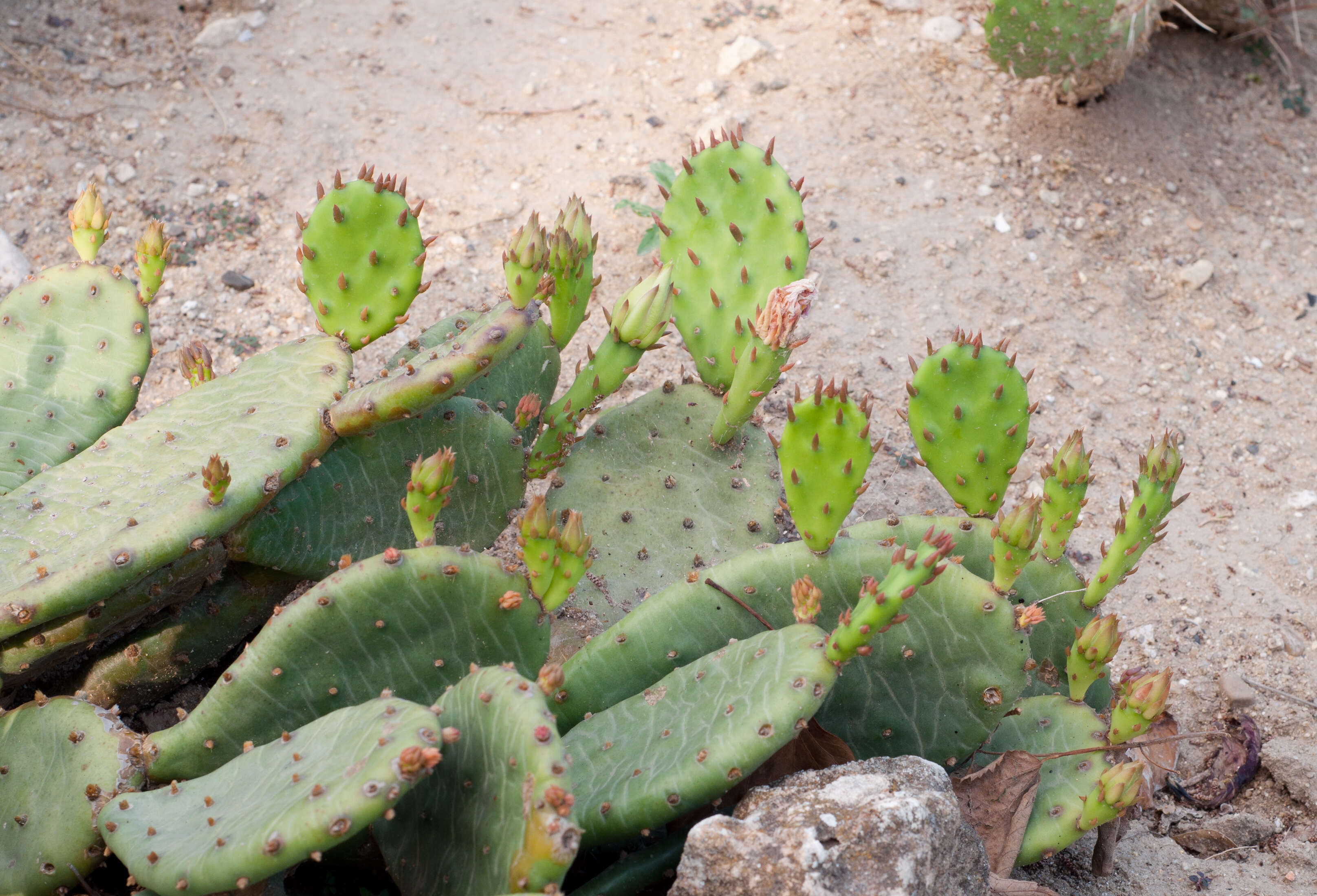 Image of Eastern Prickly Pear