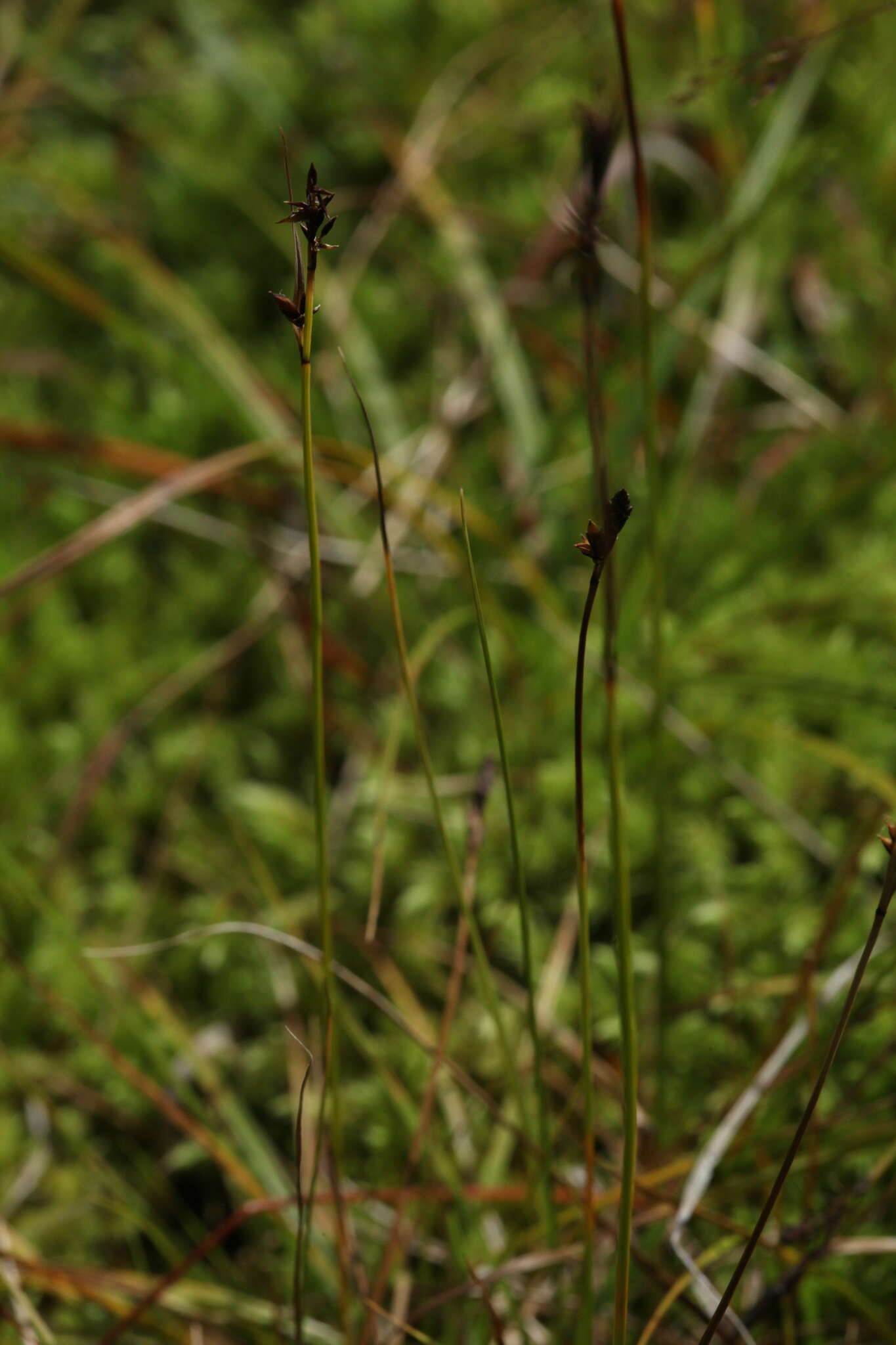 Image of Carex lachenalii subsp. lachenalii
