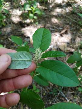 Image of Cortez's croton