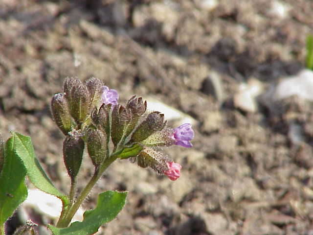 Image of Lungwort