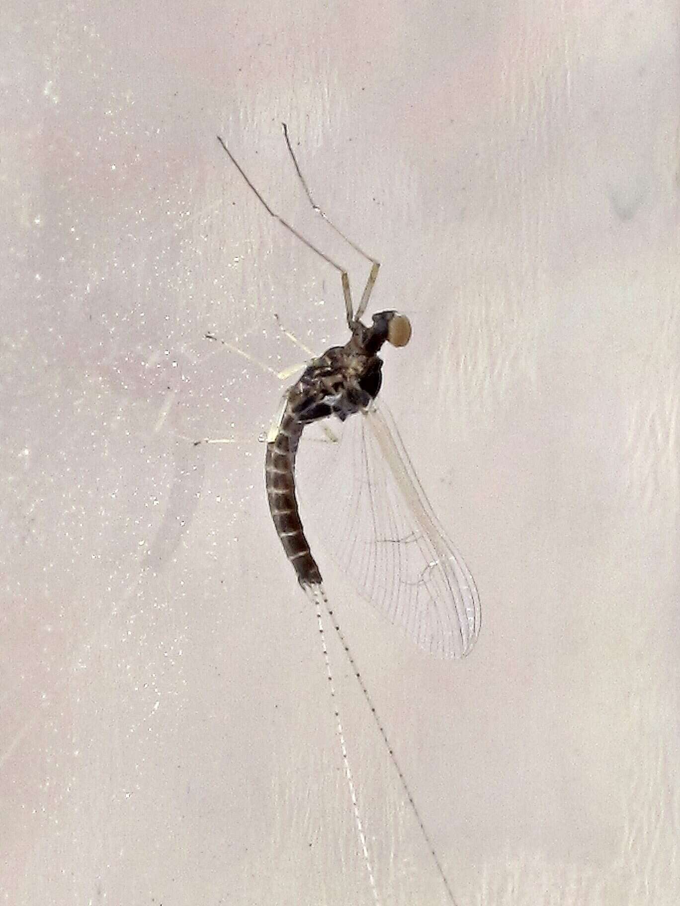 Image of Cloeon dipterum (Linnaeus 1761)