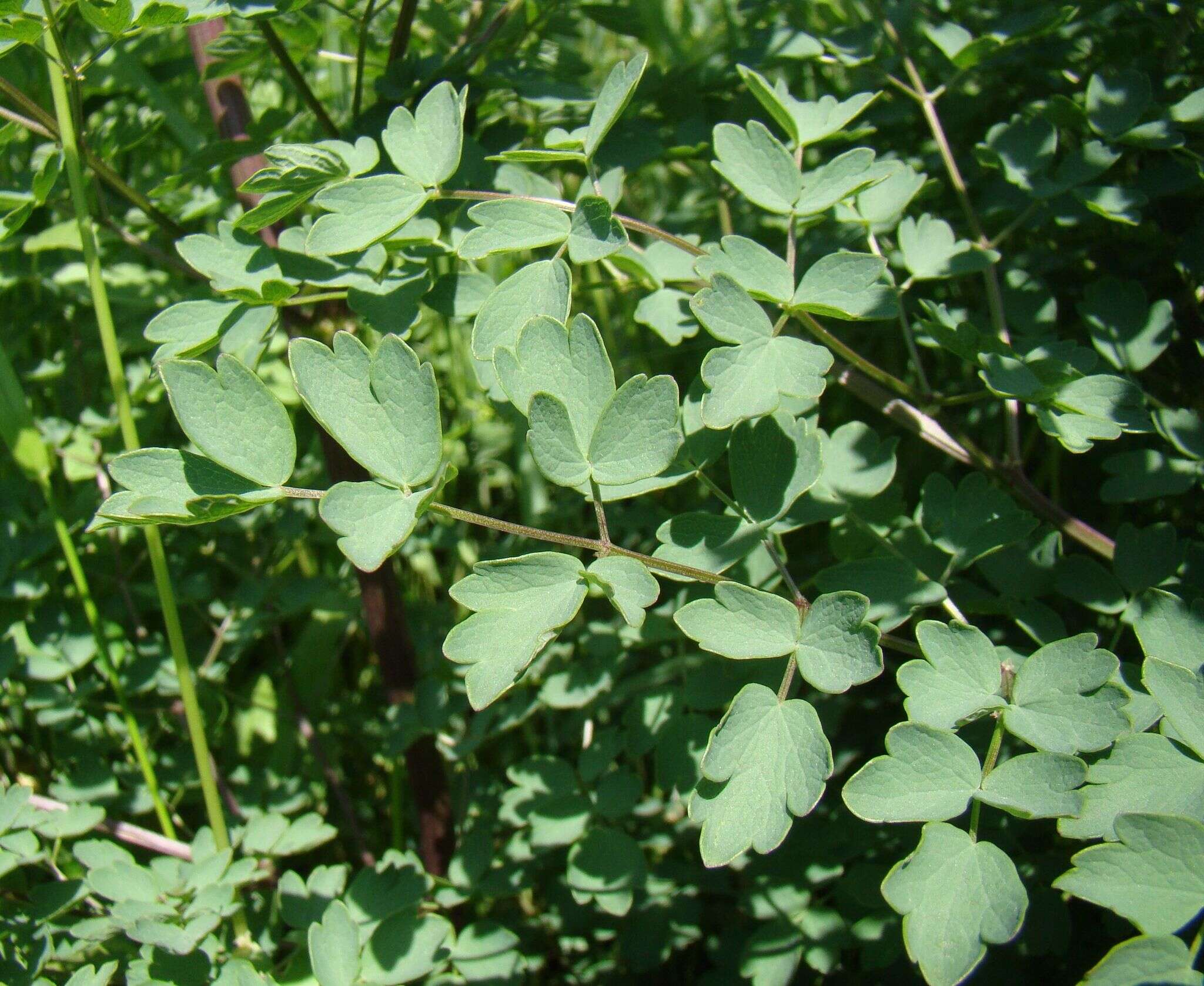 Image of lesser meadow-rue