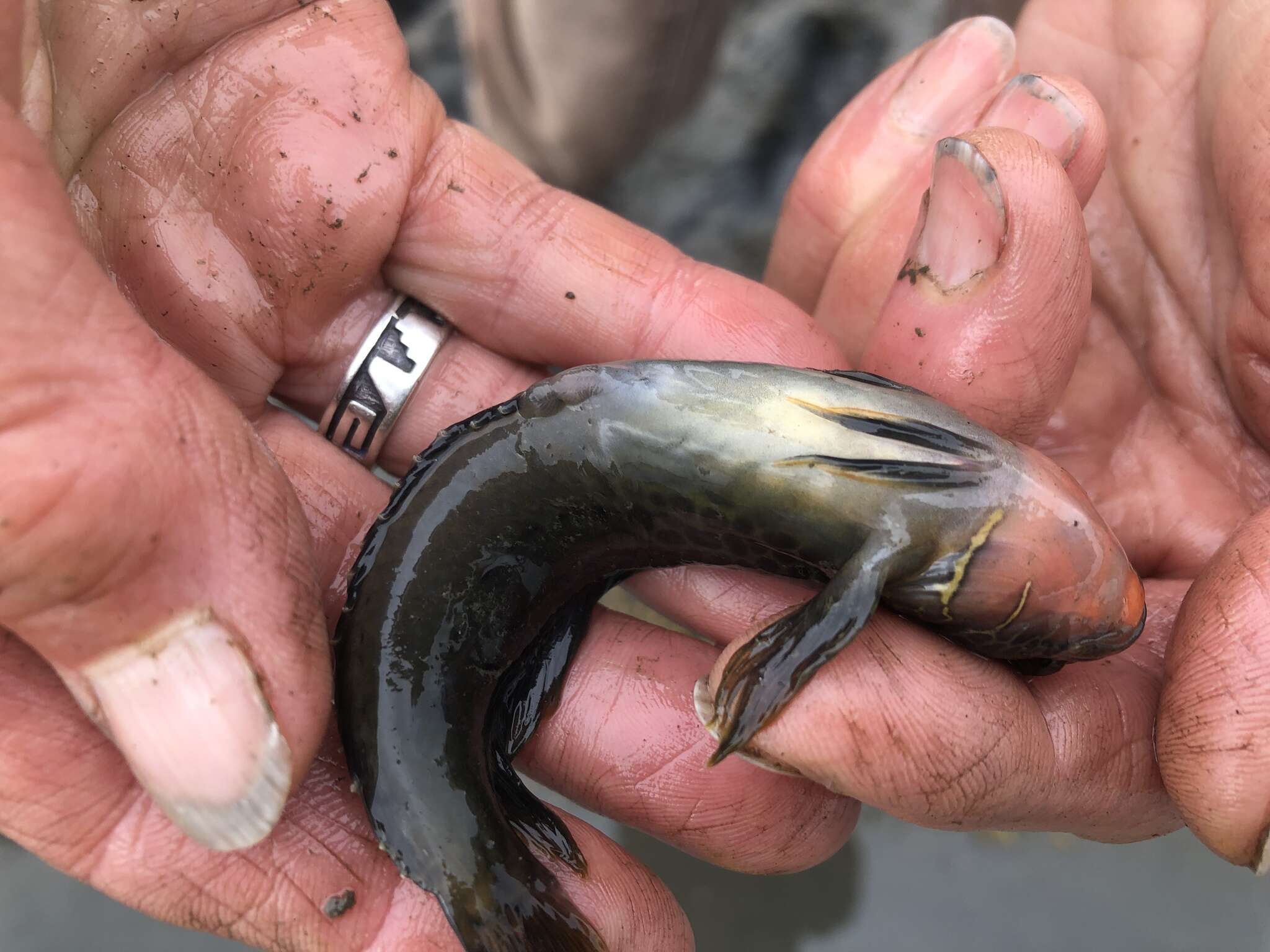 Image of Bay blenny