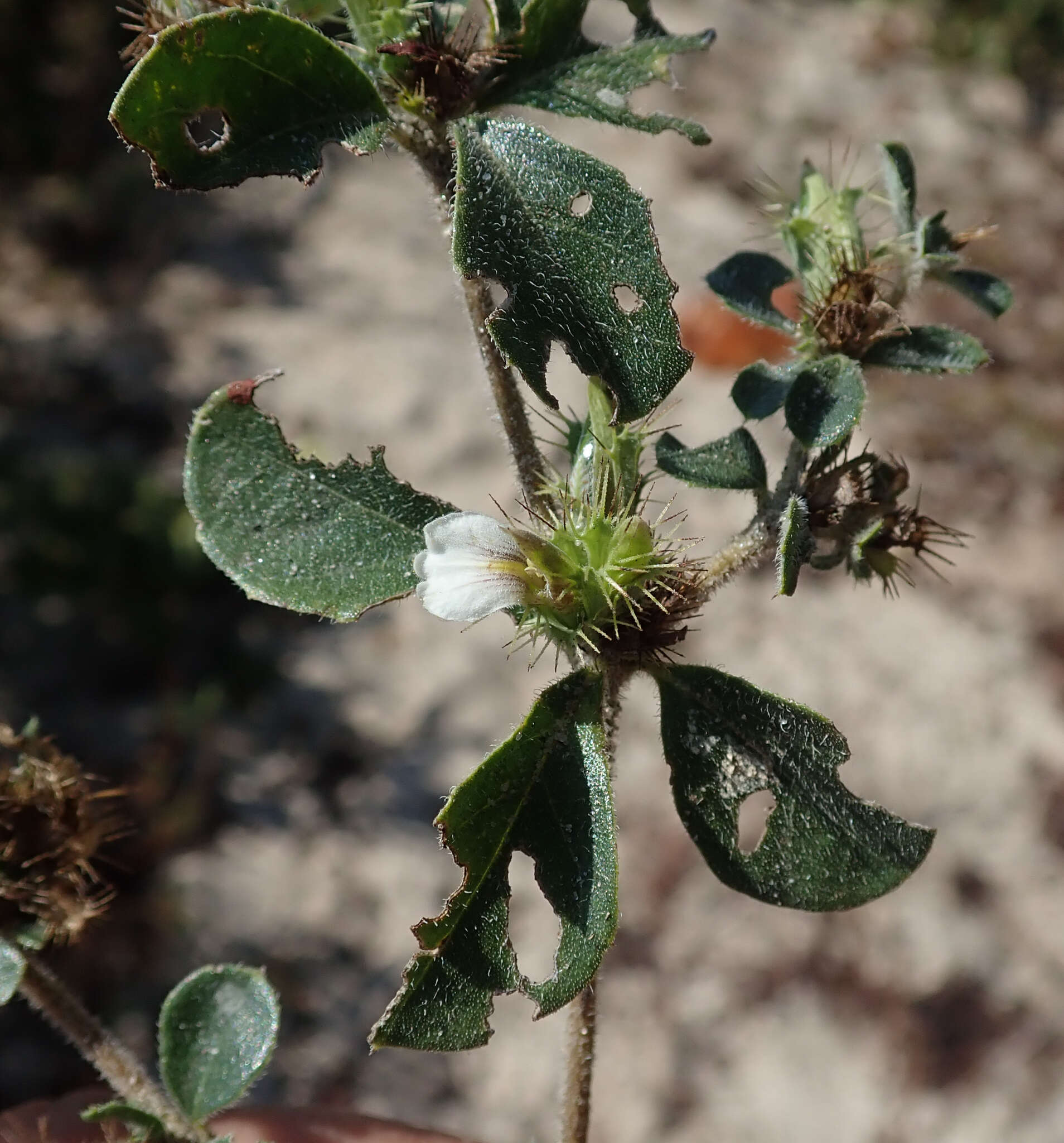 Image of Blepharis maderaspatensis (L.) Heyne ex Roth