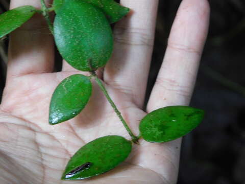 Image of Hoya lacunosa Bl.